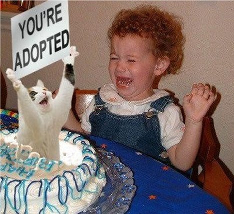 you re adopted cat - You'Re Adopted Nou