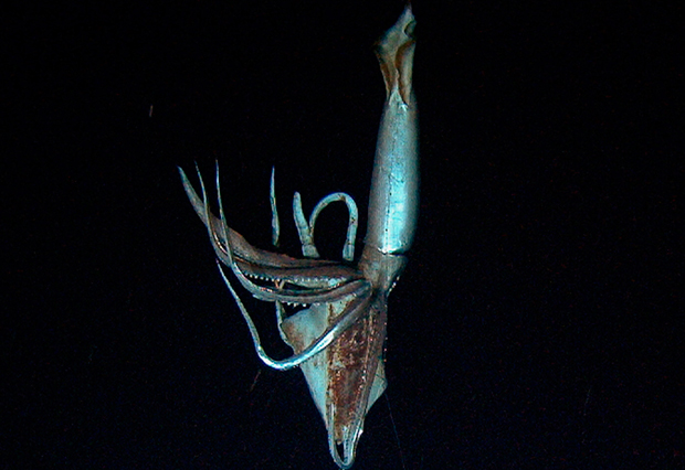Giant Squid are capable of growing to more than 60 feet Long!