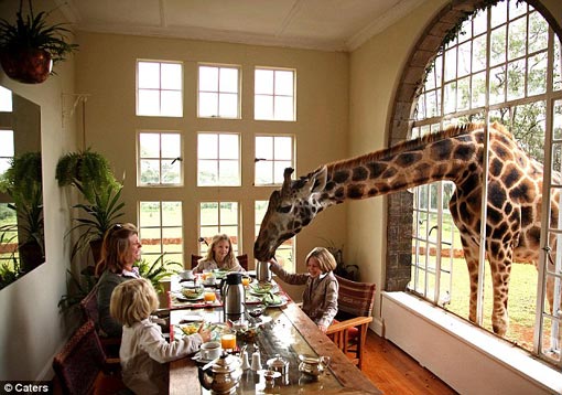 Giraffe - 20 Feet