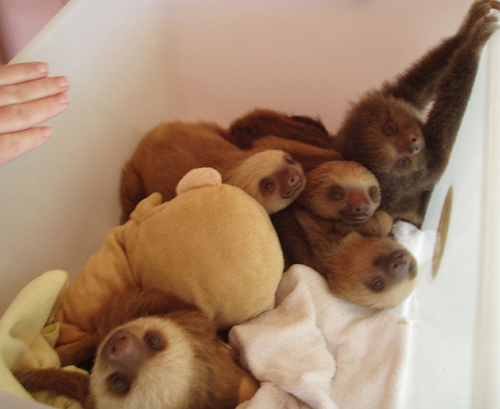Bed of Sloths
