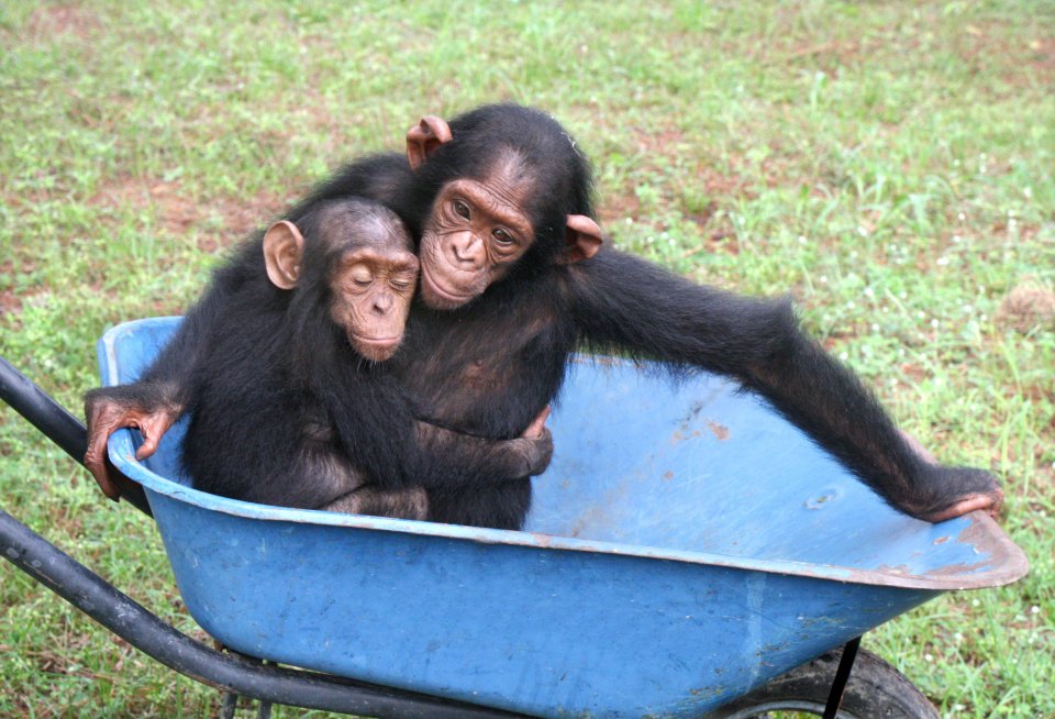 Cartload of Chimpanzees