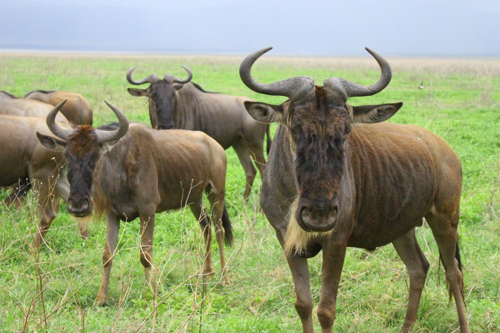 Implausibility of Gnus