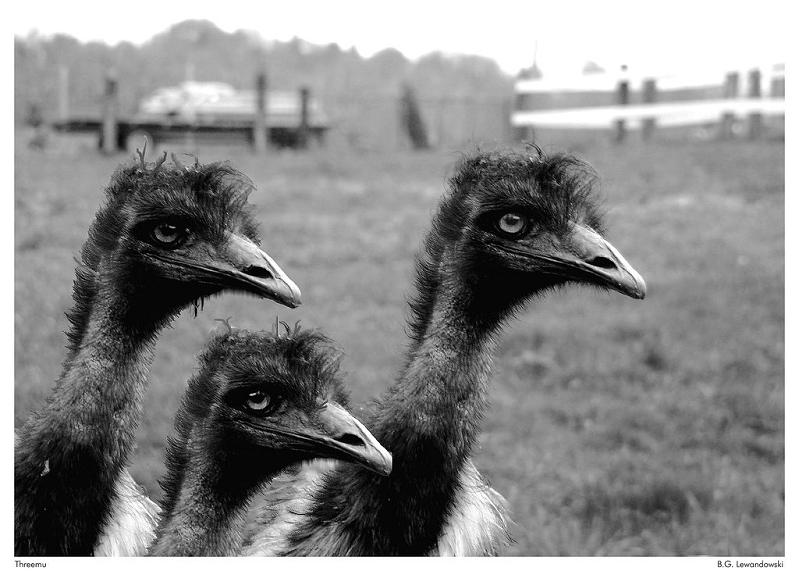 Mob of Emus