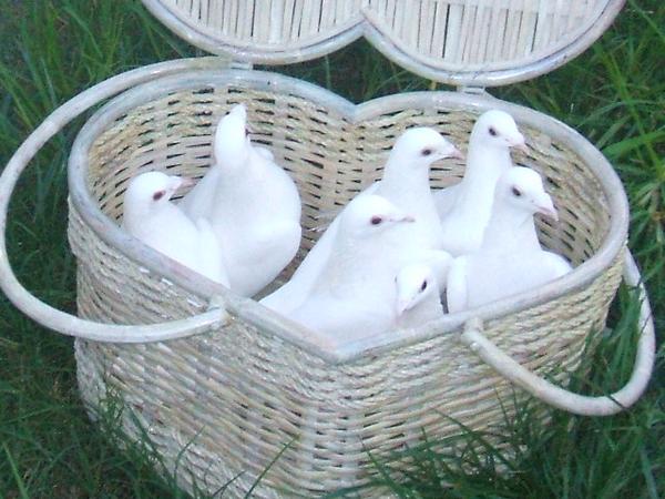 Piteousness of Doves