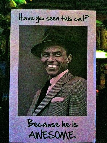 Have you seen this Cat? Because it is Awesome!