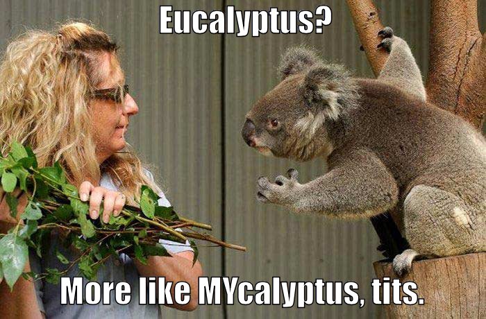 The young gentleman enjoys a little eucalyptus, from time to time