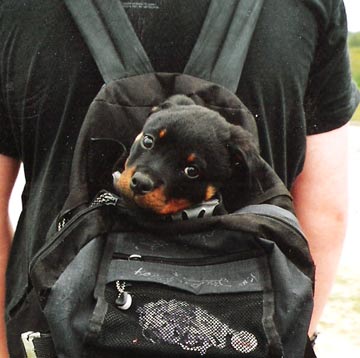 Puppy in a backpack