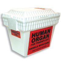 unidentified human organ