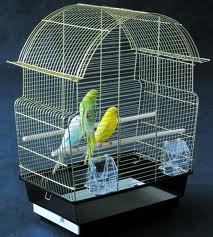 budgies in a bird cage
