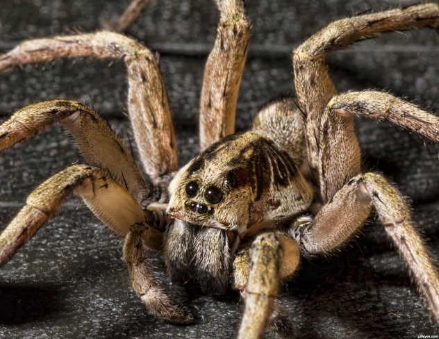 Spiders are often found crawling inside shipments of fruit. These spiders are usually as exotic as the fruit itself, and they can often survive the trip to the grocery store.