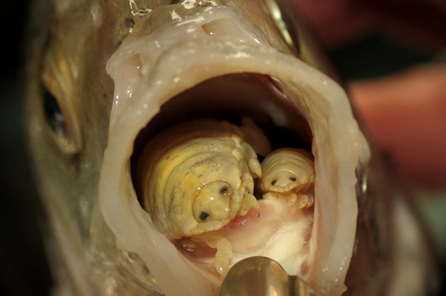 Cymothoa exigua commonly known as the tongue-eating louse. Although fish companies know to look for these parasites, sometimes they slips through the control system and end up in supermarket fish counters.