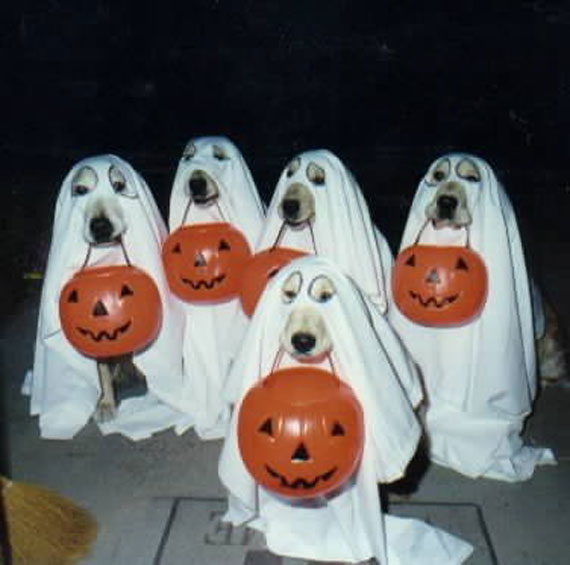 Dog halloween oufits