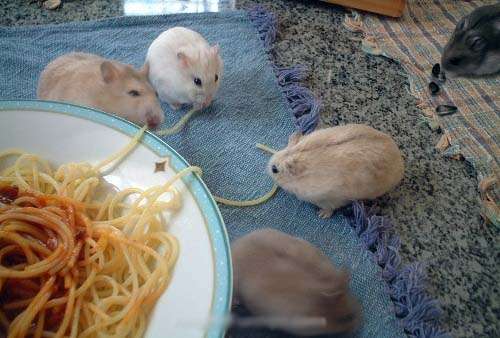 Cute Animals Eating