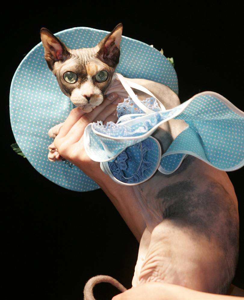 even with clothes on this cat looks naked.