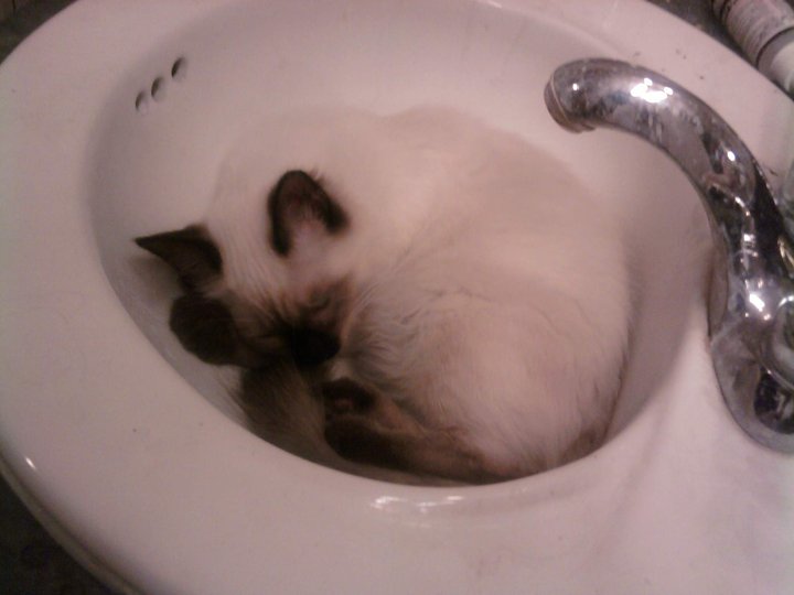 i found my kitten sleeping in bathroom sink  :