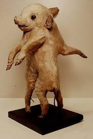 Taxidermy Gone Wrong