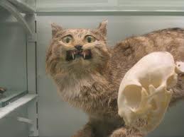 Taxidermy Gone Wrong
