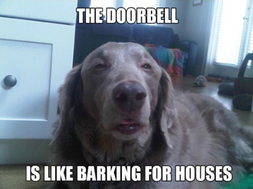 18 Dogs That Seem Like They're Stoned