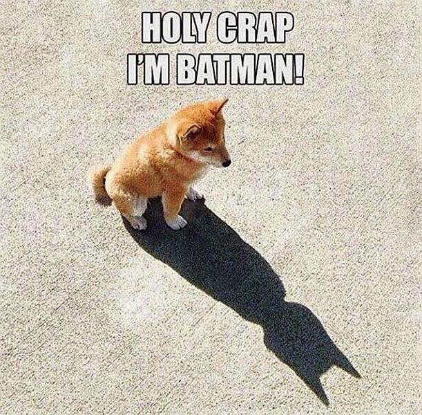 holy crap im batman dog - Holy Crap I'M Batman!