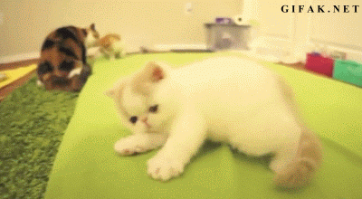 cute cat dragging myself out of bed gif - Gifak.Net