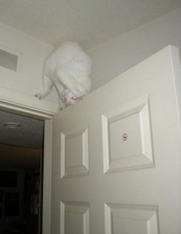 cute cat on top of door