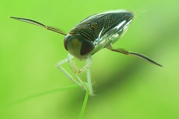 5. The Water Boatman’s Penis Can Reach 100 Decibels

The water boatman, a tiny two-millimeter water-dwelling beetle, can sing with their penis. Their penile tones can create a sound wave of nearly 100 decibels. That’s the equivalent of sitting in the front row of a large orchestra concert.