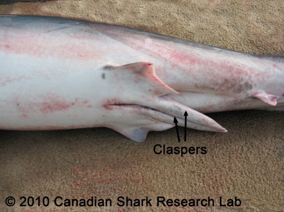 9. Shark Claspers (Double Penis)

Despite the fact that it’s got two, sharks only seem to use one penis at a time, leaving scientists to think that maybe the other one simply serves as an extra, in case of malfunction.