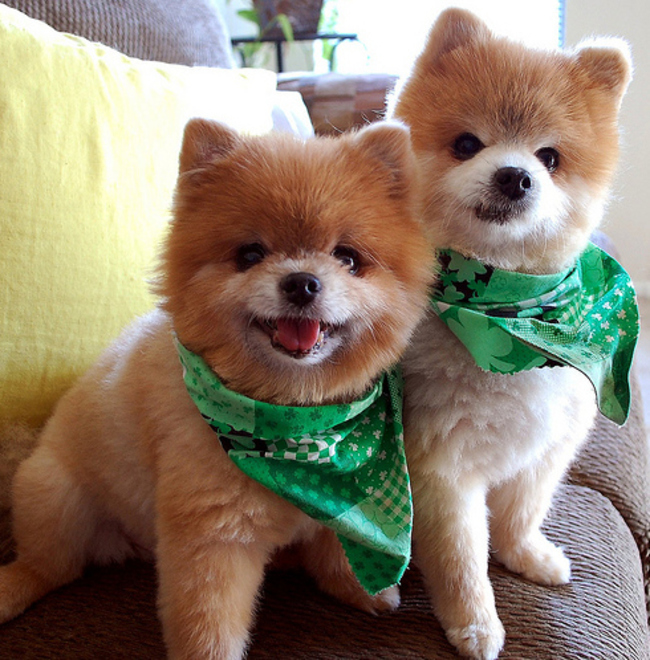 st patrick's day puppy