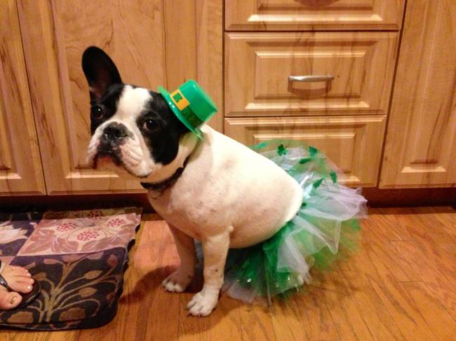25 Animals Ready For St. Paddy's Day