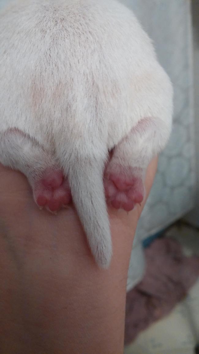 Puppy Butt Cuteness