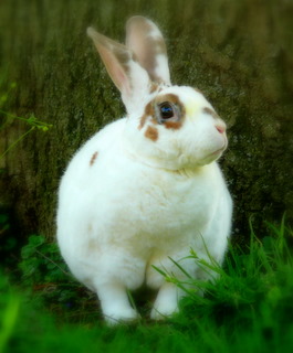 bunny posing