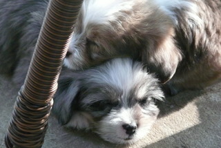 cutest puppies ever