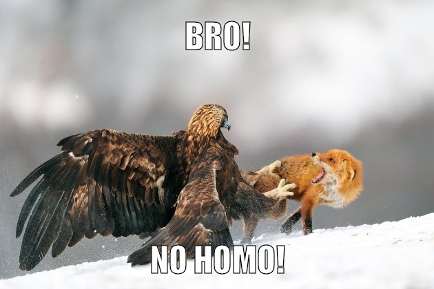 Homoerotic Eagle