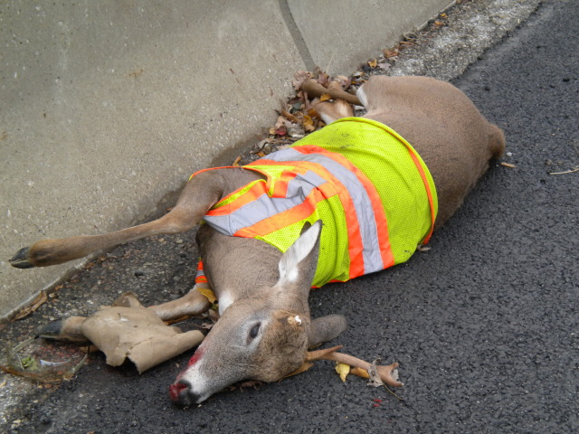 No matter what a deer does, they just can't avoid getting hit by cars.