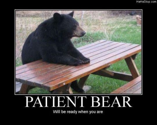Patient Bear is ready when you are