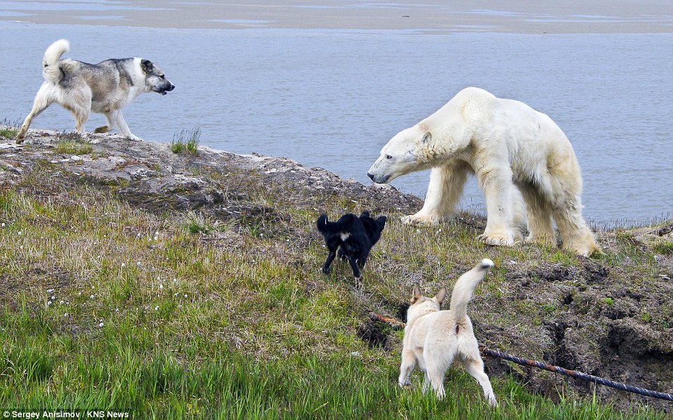 Pack of dogs vs starving polar bear