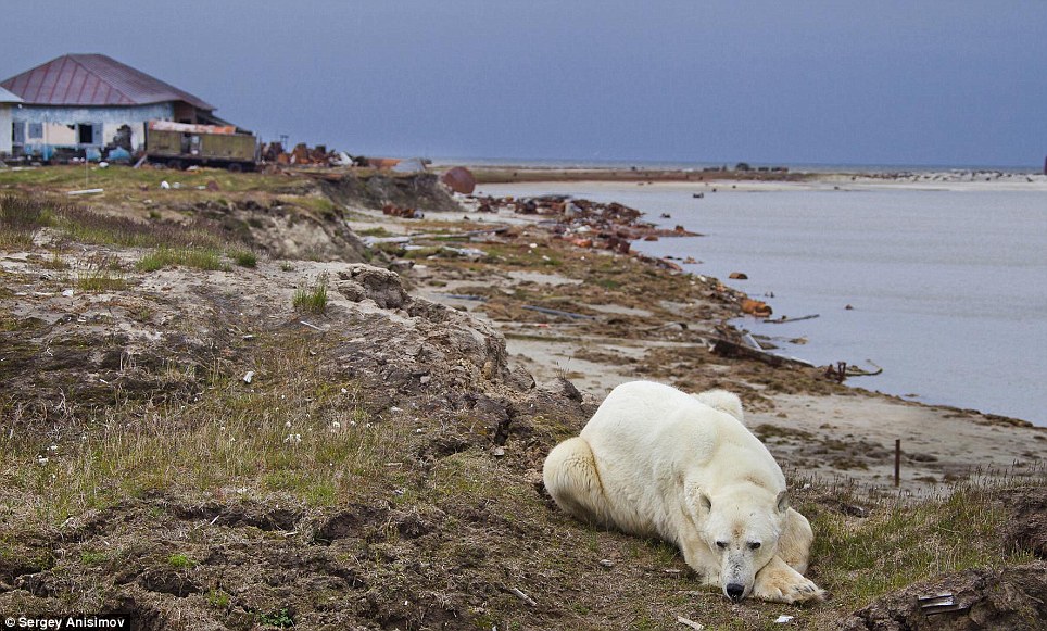 Pack of dogs vs starving polar bear