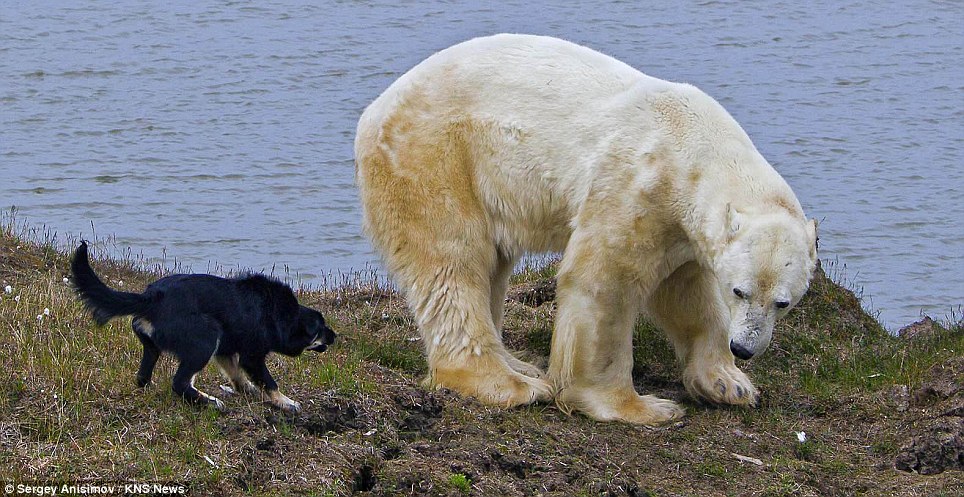 Pack of dogs vs starving polar bear