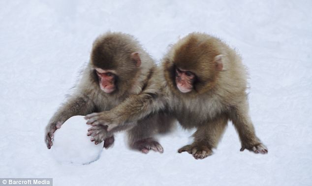 Artic monkeys learn to make snowballs