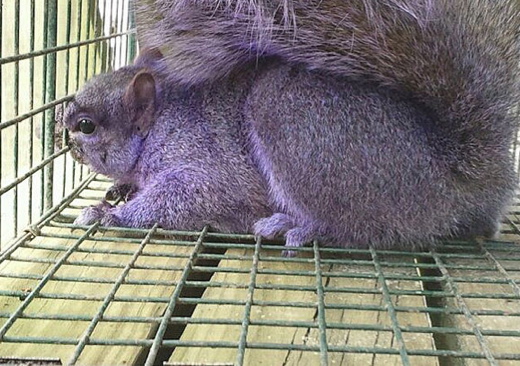 Hey look its a purple squirrel.
