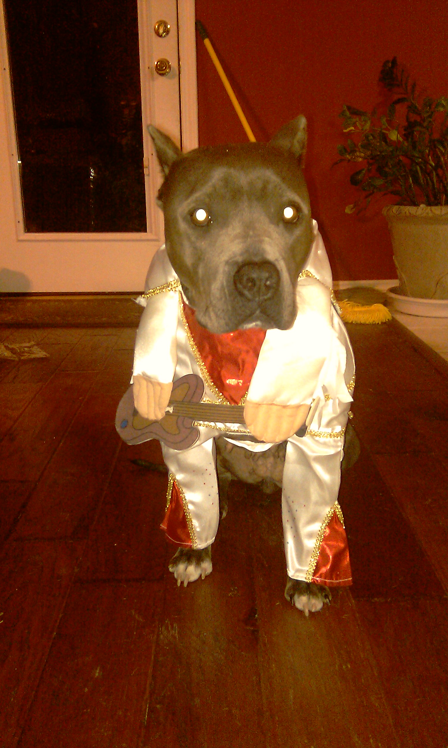 Weezy the pit's halloween costume