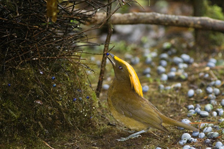 golden-fronted bowerbird
