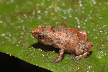 "The Tiny Frog" measures 0.4"/14 millimetres