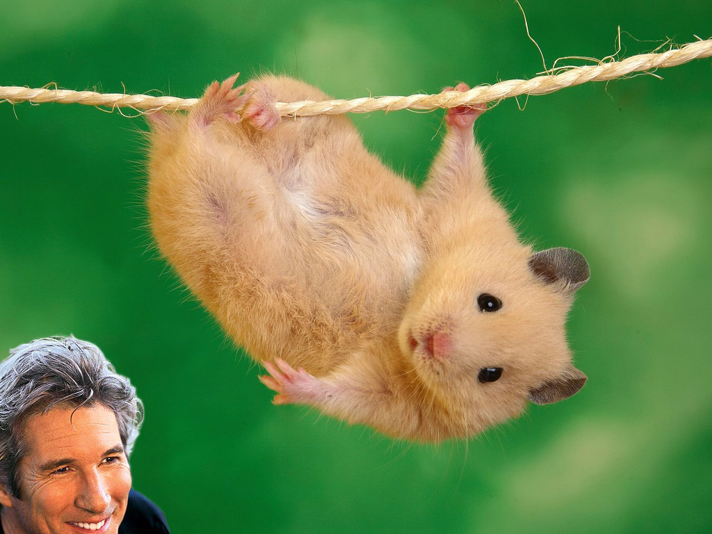 Several years ago, "they" say, actor Richard Gere was admitted into the emergency room of a Los Angeles hospital with a foreign object lodged in his rectum: a gerbil.