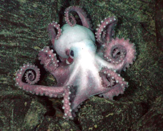 Weird Octopus