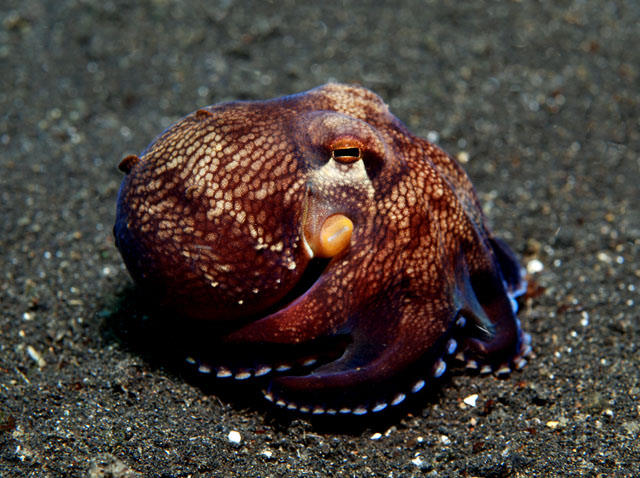 Weird Octopus