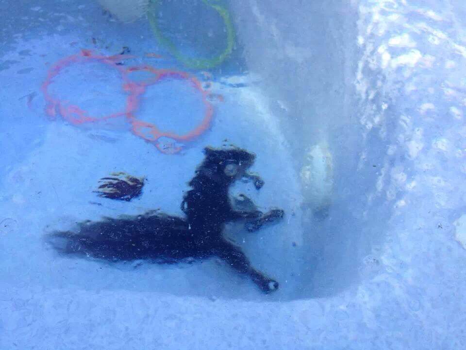 Scrat entombed in ice. He never made it to Scratlantis after all...