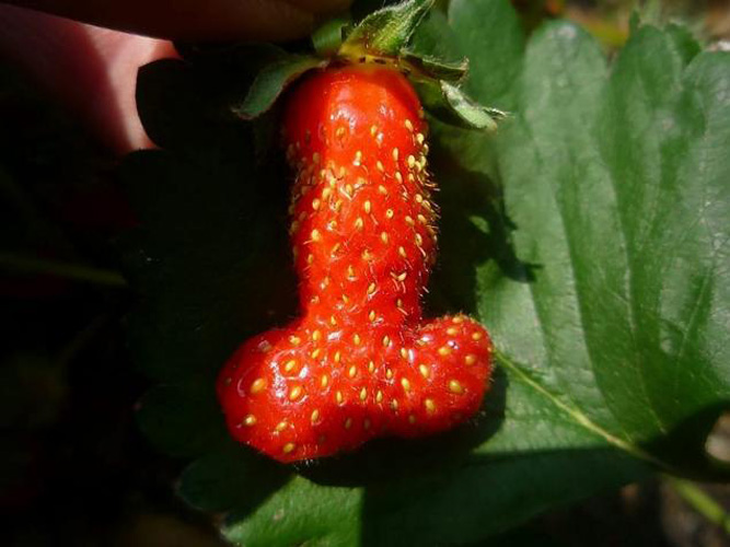 strawberry penis