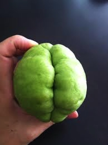 green vegetable that looks like an apple