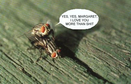 funny flies - Yes, Yes, Margaret, I Love You More Than Shit